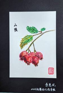 中草药手绘图谱山楂